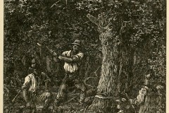 Clearing an Indiana Forest