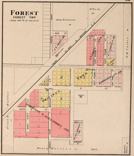 Forest 1903